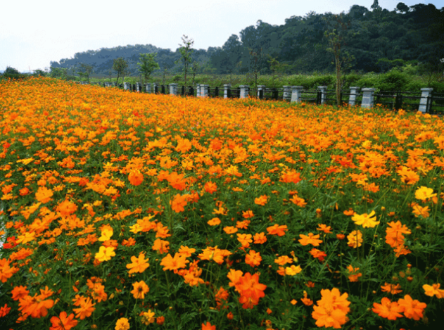 铃兰节_铃兰节_铃兰节