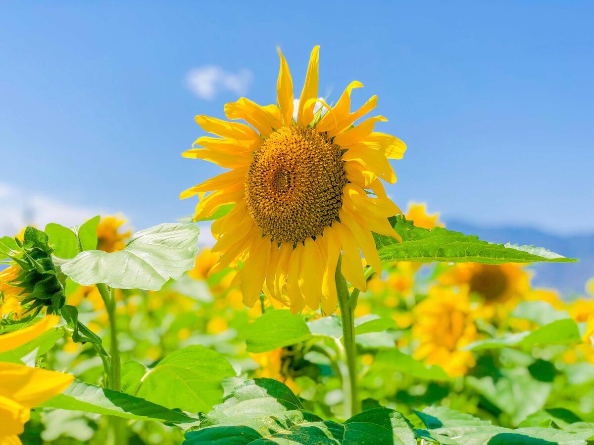 月日年还是日月年_外国生产日期怎么看日月年_2023年3月31日