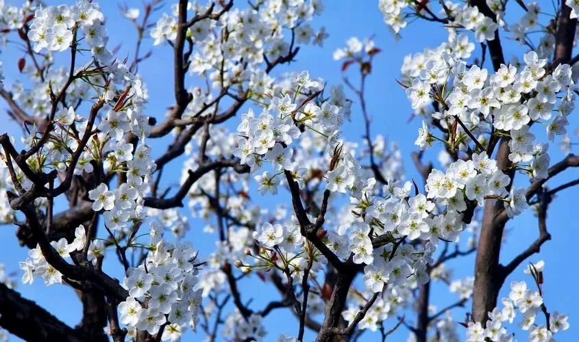 紫嫣：高贵神秘的花卉象征，带来宁静与美好