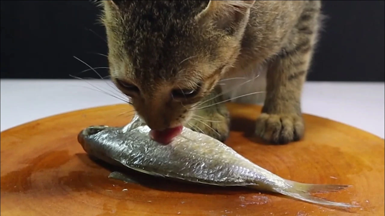 猫猫玩鱼软件_猫咪玩的手机游戏鱼_猫玩鱼的游戏