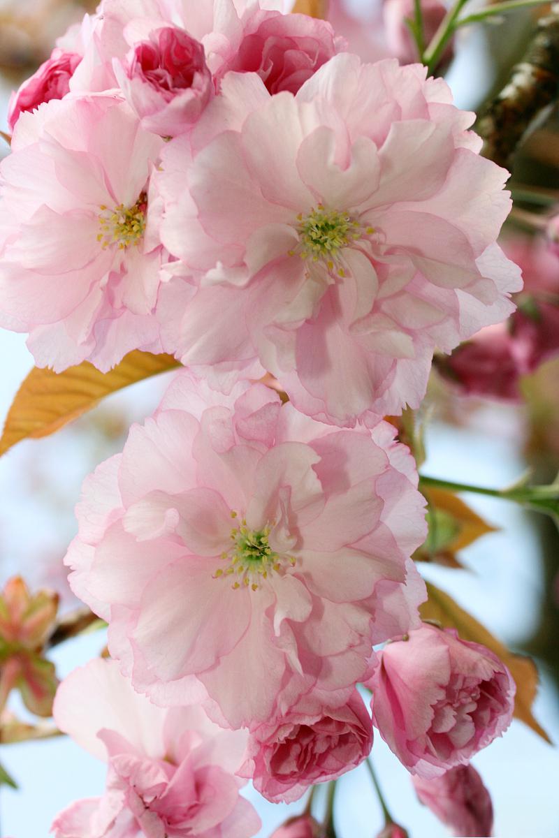 春季节气介绍_节气介绍简短_二十四节气介绍