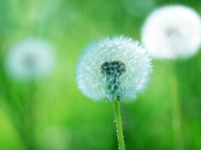 芦苇可以怎么玩_芦苇手机游戏_芦苇微微玩的游戏是什么名字