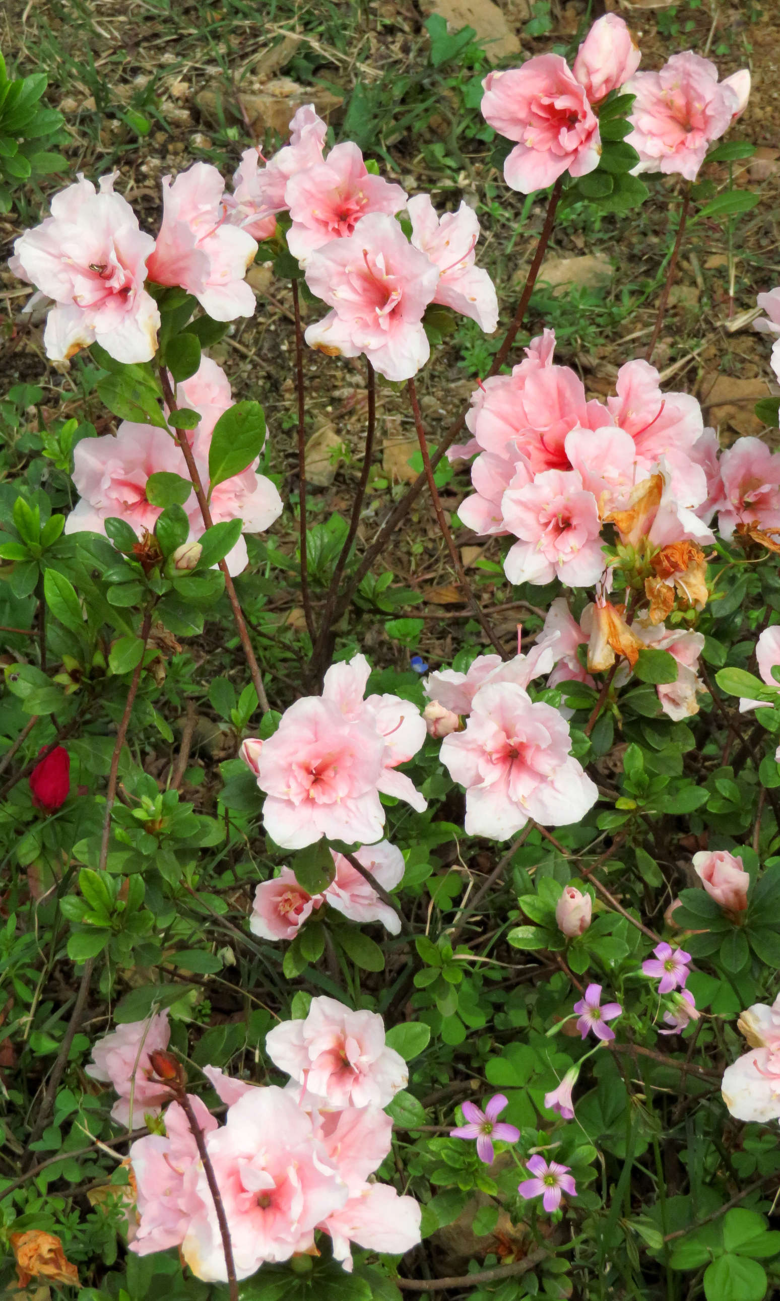 童谣春节串词大全_春节童谣_童谣春节过年