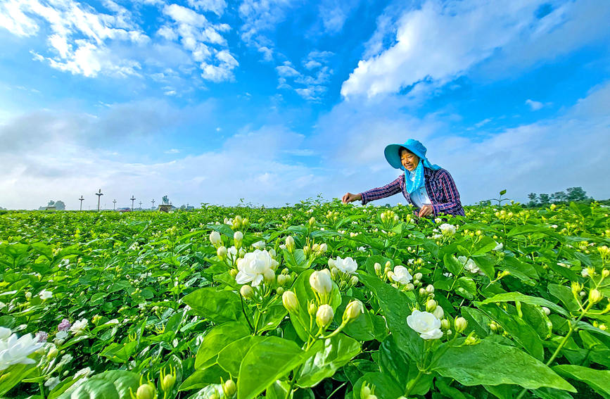 花町物语游戏_花町物语各务_花町物语游戏手机版