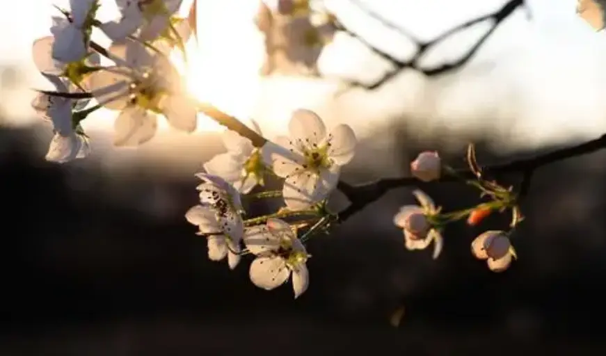 梨花落手机游戏_梨花落游戏为什么点不进去_梨花落游戏破解版无限