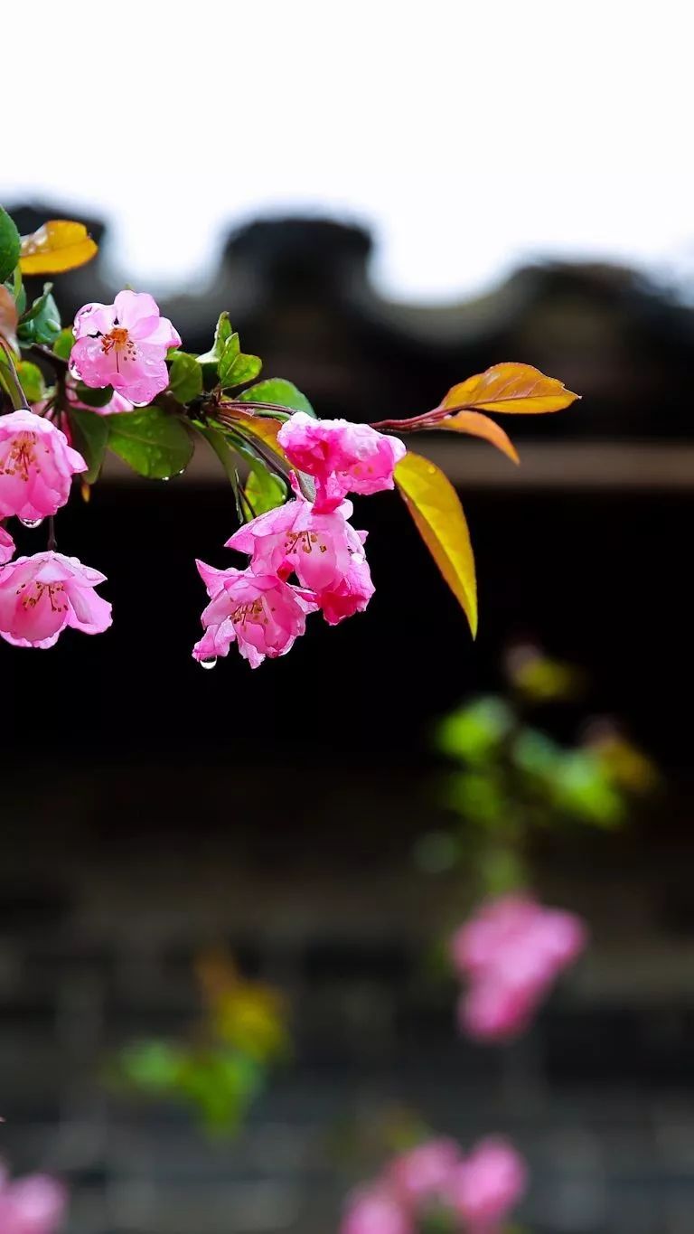 日本樱花节日_日本樱花节_樱花节日本大街上唱的歌曲