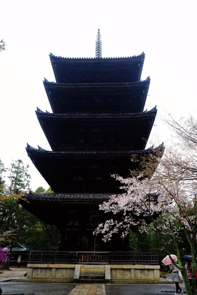 樱花节日本大街上唱的歌曲_日本樱花节_日本樱花节日