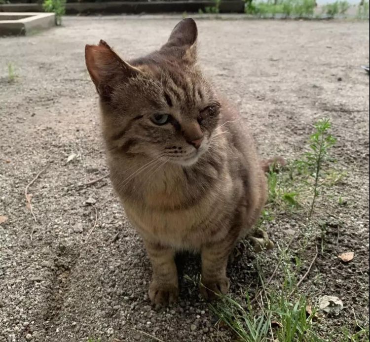 流浪猫咪游戏_猫咪流浪记游戏_流浪猫手机游戏