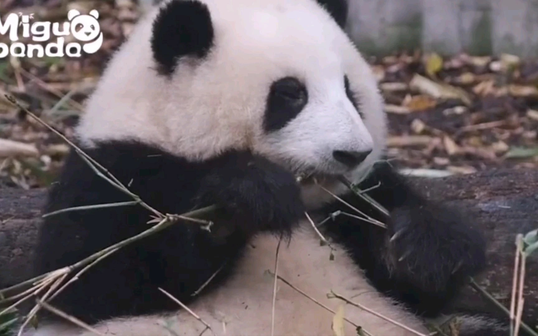 那些无心宠物，以独特方式温柔占据一席之地