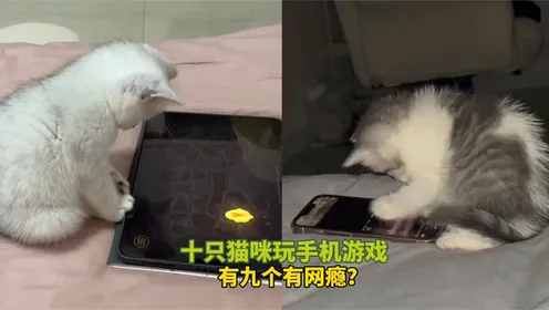 猫咪玩儿手机游戏怎么办_猫咪手机玩儿游戏_猫咪爱玩游戏手机游戏