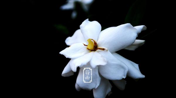 谷雨时节已时值暮春_谷雨知时节_谷雨时节尚薄寒