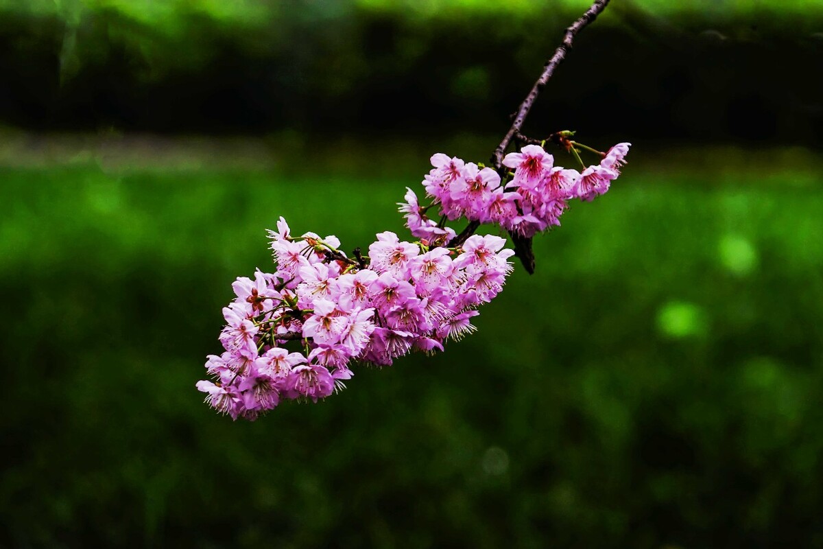 樱木_樱木军团_樱木花道图片