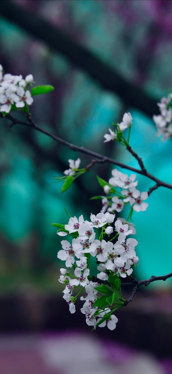 七濑花凛_花凛cp_七濑朱莉娅