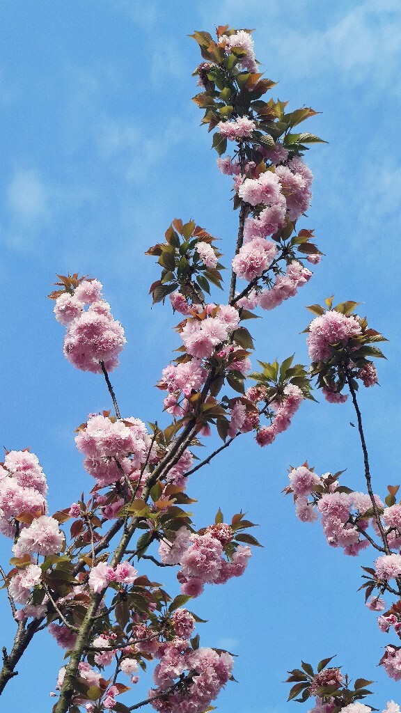 花凛cp_七濑花凛_七濑朱莉娅