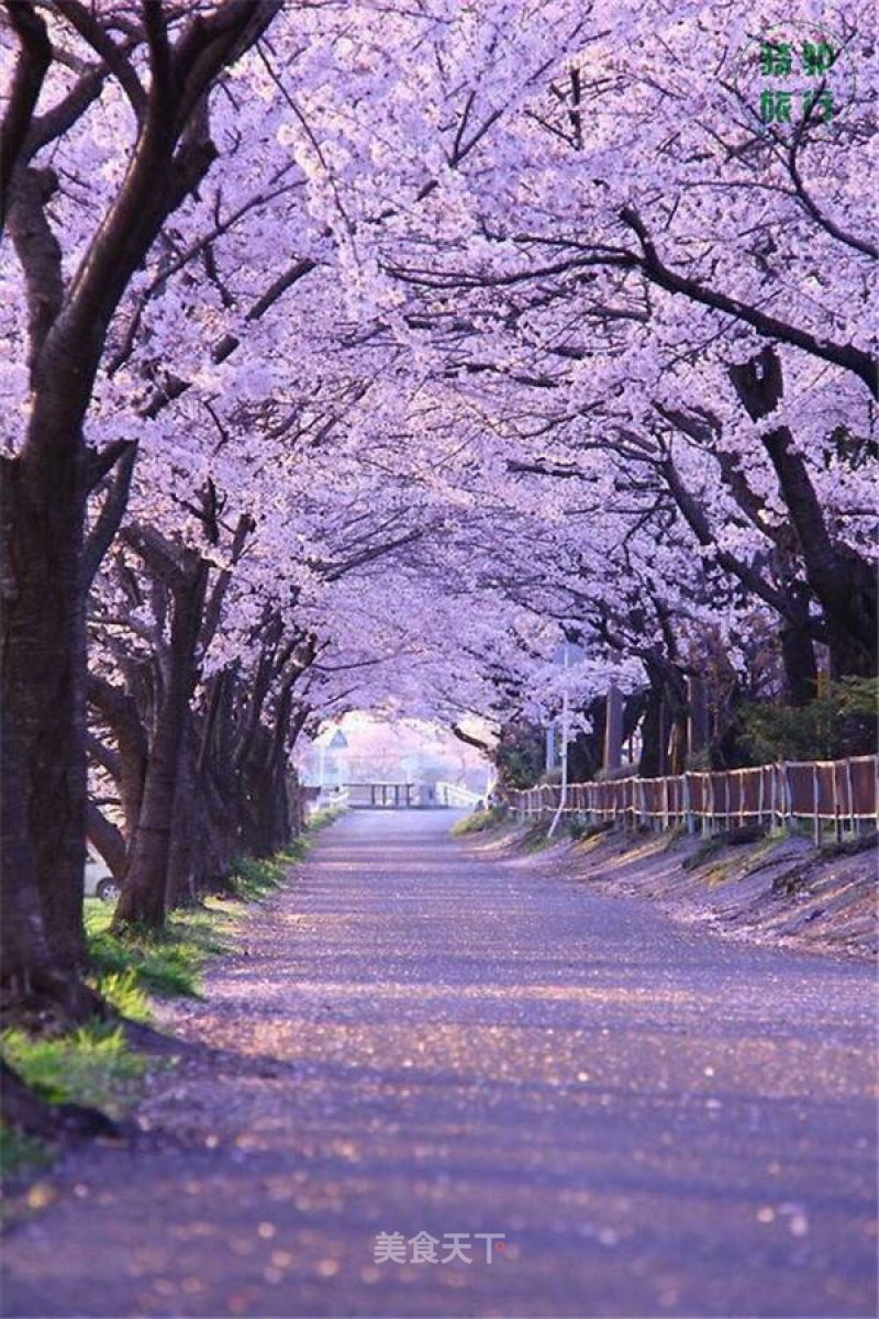 天使岛_天使岛代购_天使岛国际